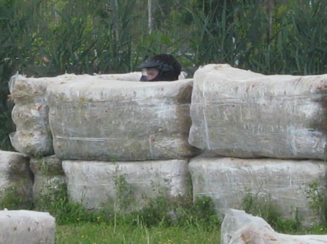 快乐的躲藏！！ 